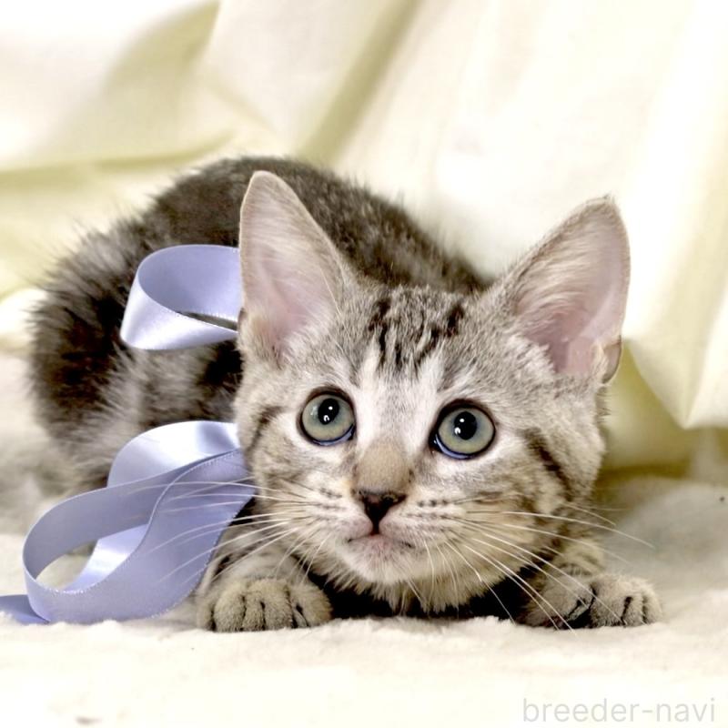 販売中の栃木県のマンチカン-127031の15枚目